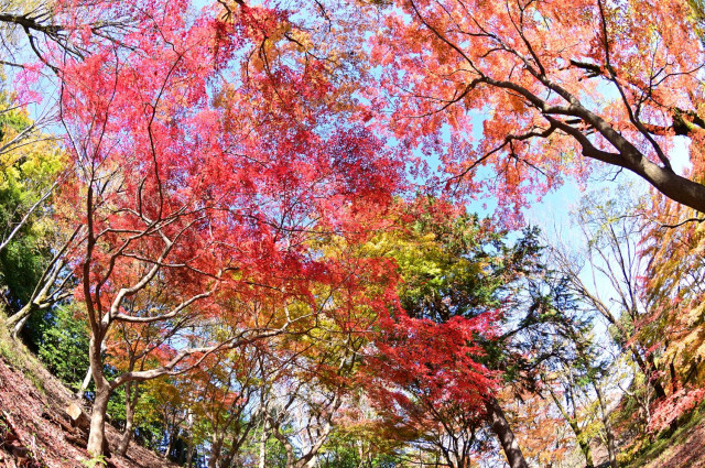 飯山白山森林公園